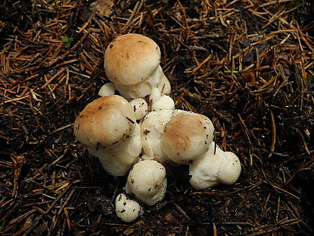 hríb smrekový Boletus edulis Bull.