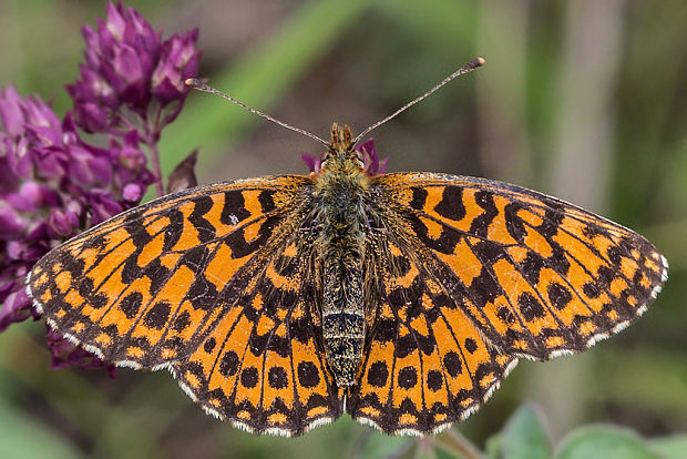 perlovec najmenší  Boloria dia  Linnaeus, 1767