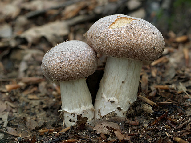 pavučinovec inovaťový Cortinarius caperatus (Pers.) Fr.