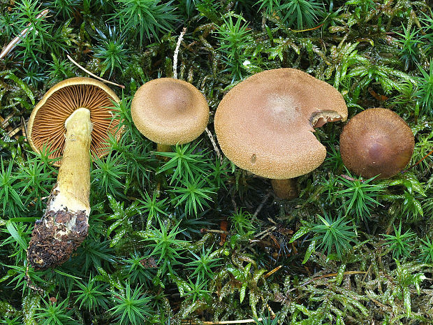 pavučinovec škoricový Cortinarius cinnamomeus (L.) Fr.