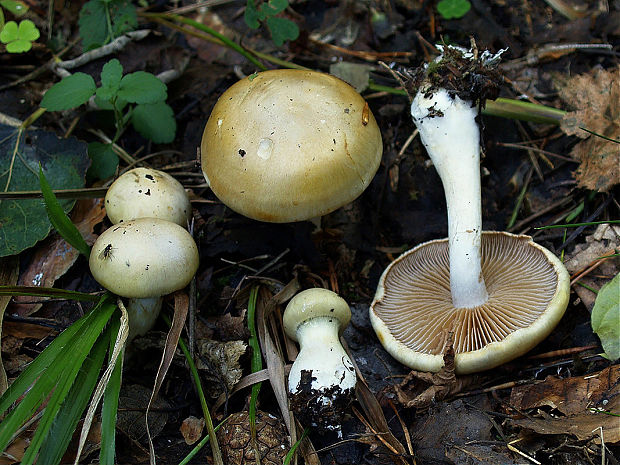 pavučinovec žltookrový Cortinarius delibutus Fr.