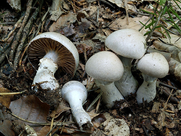 pavučinovec prstencový Cortinarius torvus (Fr.) Fr.