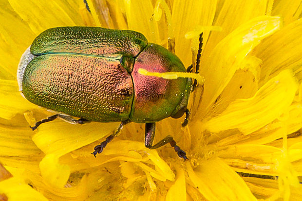 krytohlav Cryptocephalus sericeus  Fabricius, 1787