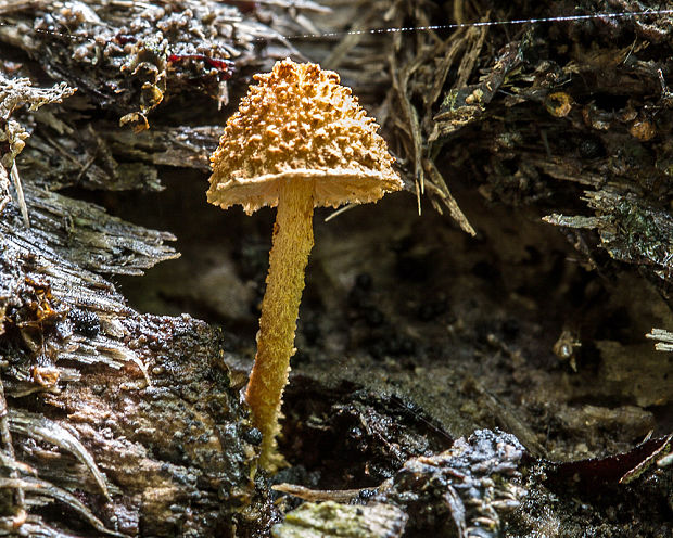 flamulaster  Flammulaster sp.