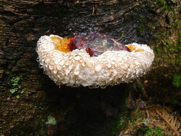 práchnovček pásikavý Fomitopsis pinicola (Sw.) P. Karst.