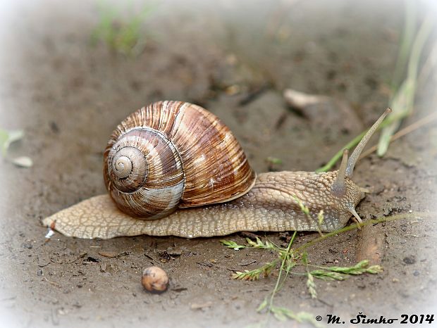 slimák záhradný Helix pomatia