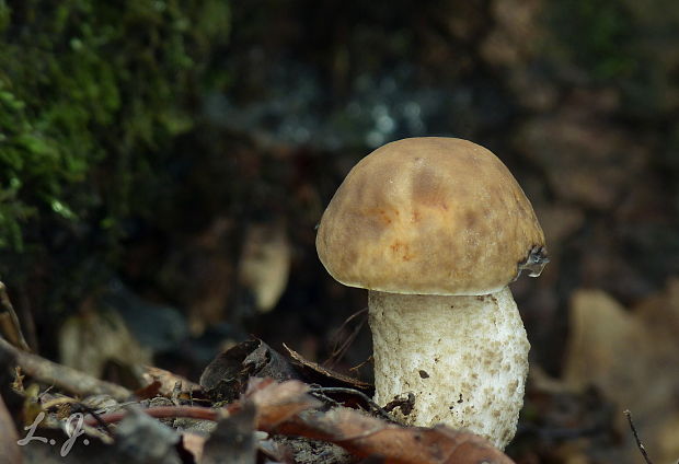 kozák hrabový Leccinum pseudoscabrum (Kallenb.) Šutara