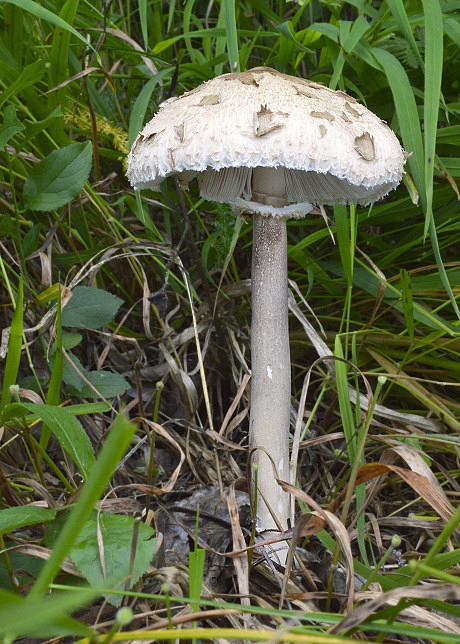 bedľa Macrolepiota sp.