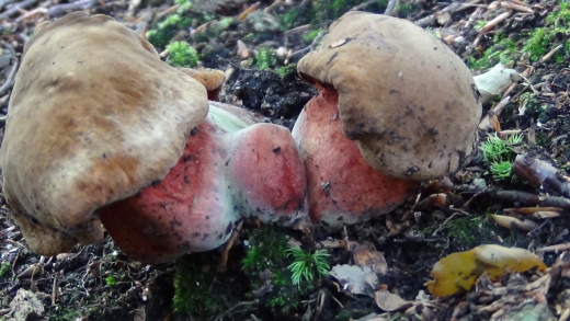 hríb zrnitohlúbikový červený Neoboletus luridiformis var. rubropileus (Dermek) Šutara