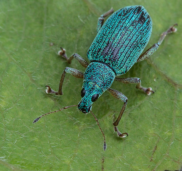 šupináčik žihľavový Phyllobius pomaceus  Gyllenhal, 1834