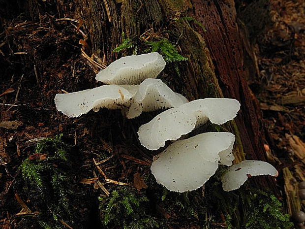 pajelenka želatínová Pseudohydnum gelatinosum (Scop.) P. Karst.