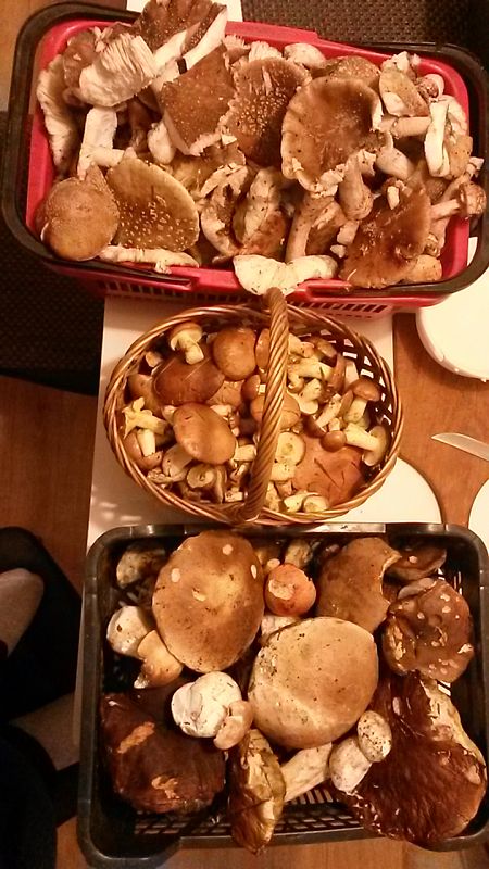 masliak obyčajný muchotrávka ružovkastá hríb smrekový Suillus luteus (L.) Roussel