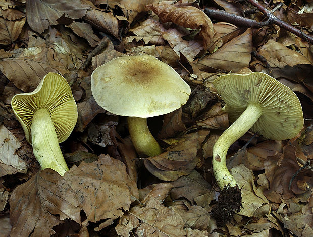 čírovka sírovožltá Tricholoma sulphureum (Bull.) P. Kumm.