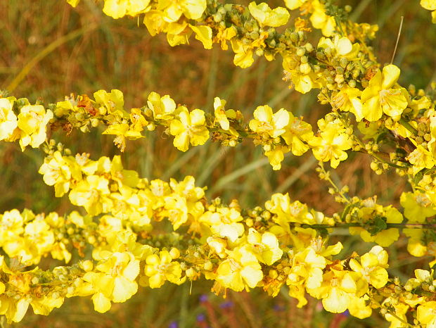 divozel Verbascum sp.