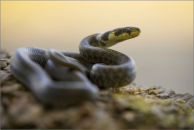 užovka stromová Zamenis longissimus