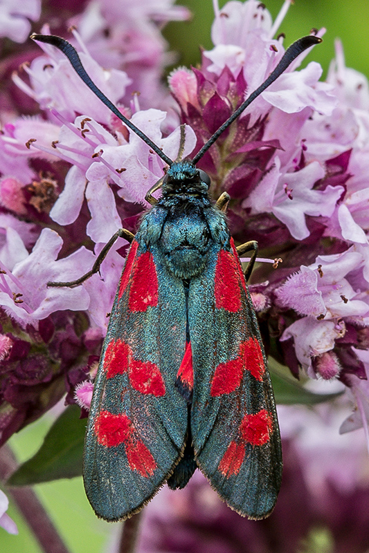 vretienka obyčajná  Zygaena filipendulae  Linnaeus, 1758