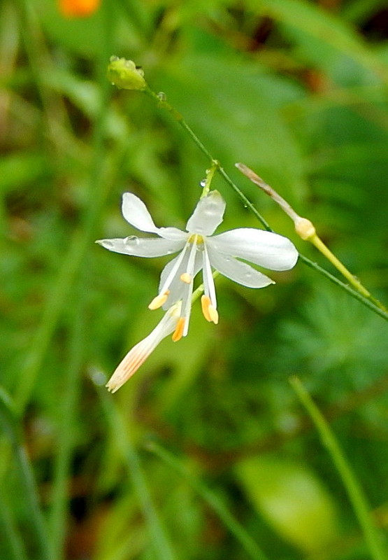 jagavka konáristá Anthericum ramosum L.