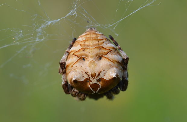 križiak Araneus grossus