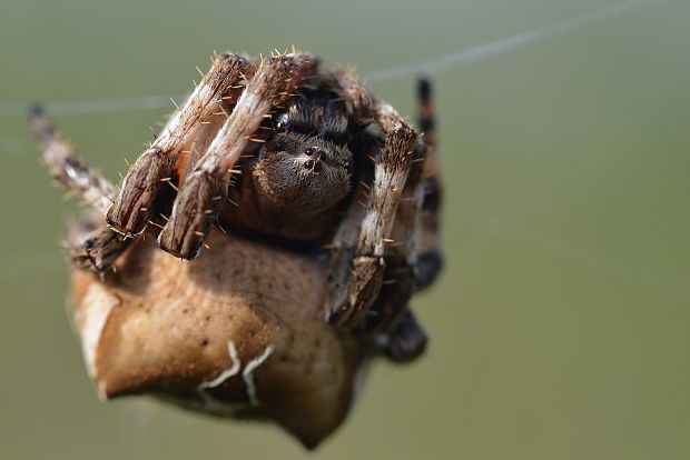 križiak Araneus grossus