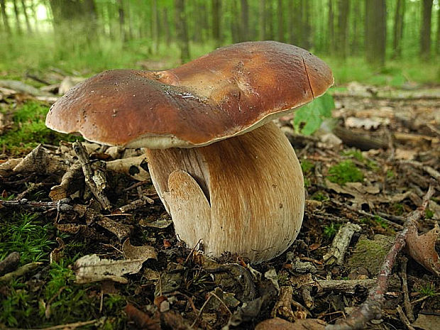 hríb smrekový Boletus edulis Bull.