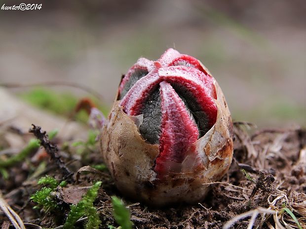 mrežovka kvetovitá Clathrus archeri (Berk.) Dring