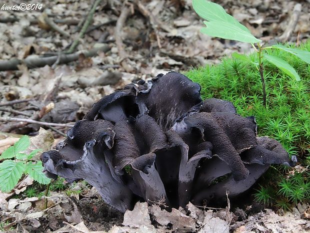 lievik trúbkovitý Craterellus cornucopioides (L.) Pers.