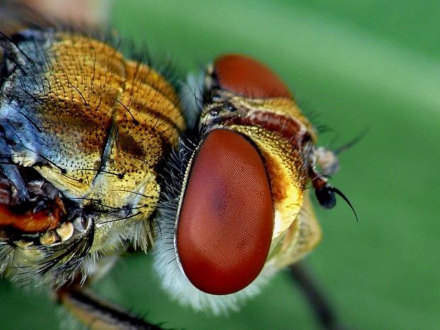 kuklica plochá Ectophasia crassipennis Fabricius, 1794