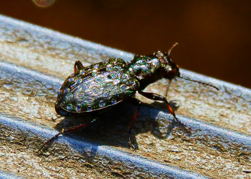 pobrežník Elaphrus cupreus