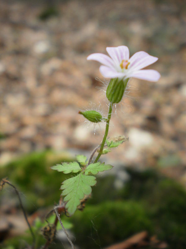 pakost smradľavý Geranium robertianum L.