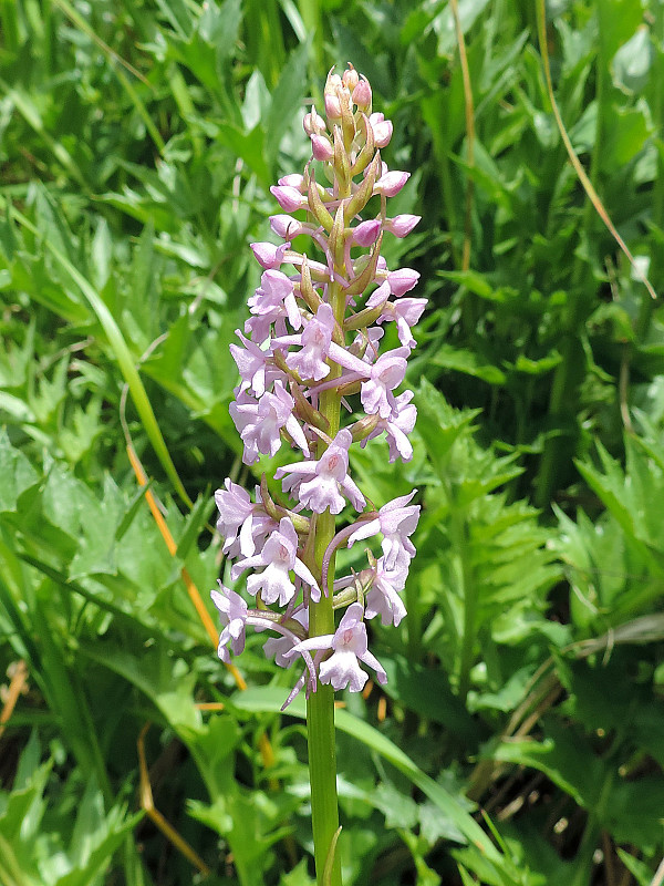 päťprstnica obyčajná Gymnadenia conopsea (L.) R. Br.