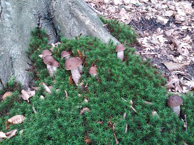 kozák hrabový Leccinum pseudoscabrum (Kallenb.) Šutara