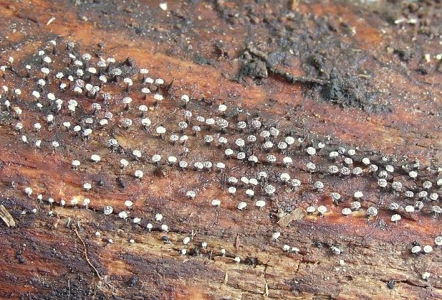 vápnikovec Physarum sp.