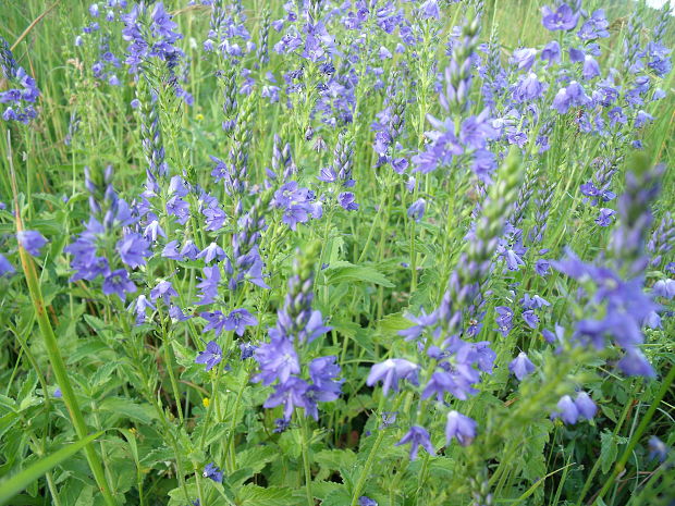 veronika hrdobarkovitá Veronica teucrium L.