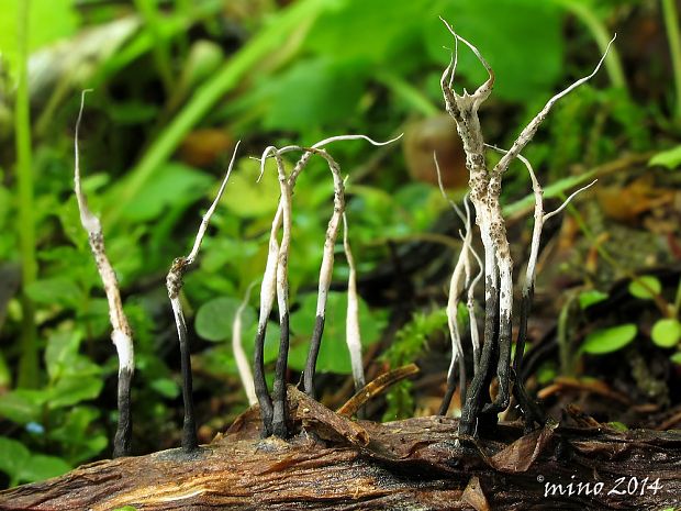 drevnatec Xylaria sp.