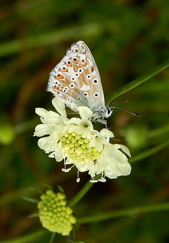 modráčik vikový polyommatus coridon