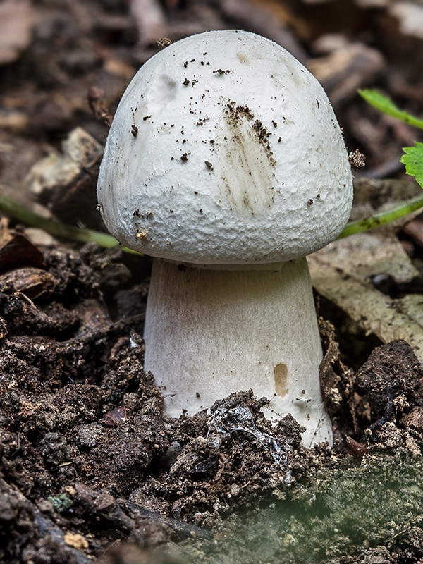 pečiarka Agaricus sp.