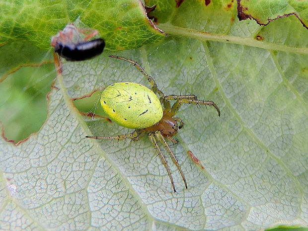 križiak zelený / křižák zelený ♀ Araniella cucurbitina Clerck, 1757