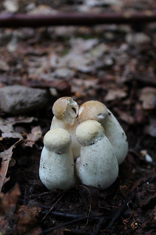 hríb smrekový Boletus edulis Bull.