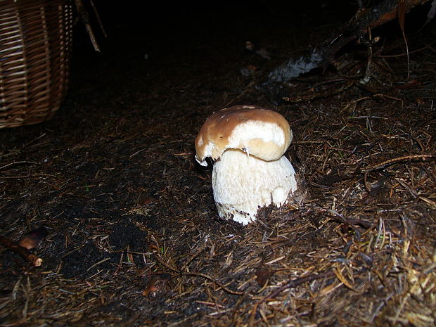 hríb smrekový Boletus edulis Bull.