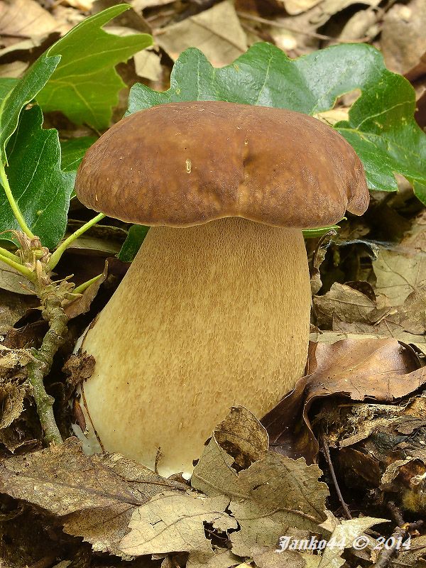 hríb dubový Boletus reticulatus Schaeff.