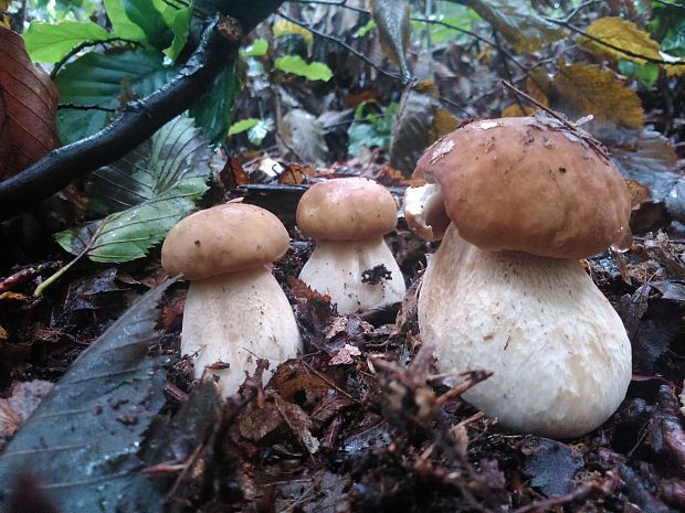 hríb dubový Boletus reticulatus Schaeff.