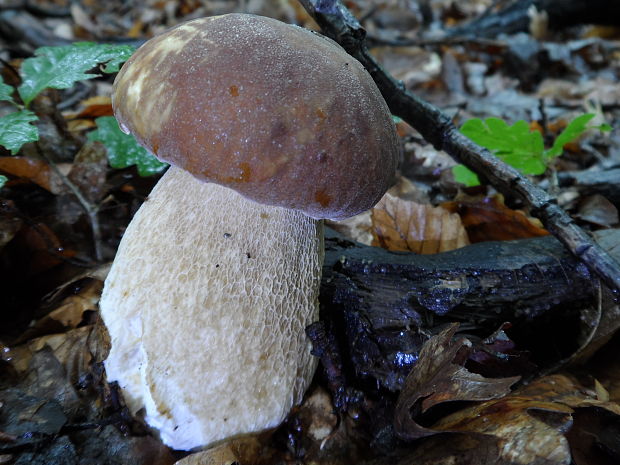 hríb dubový Boletus reticulatus Schaeff.