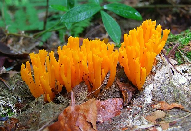 parôžkovec lepkavý Calocera viscosa (Pers.) Fr.