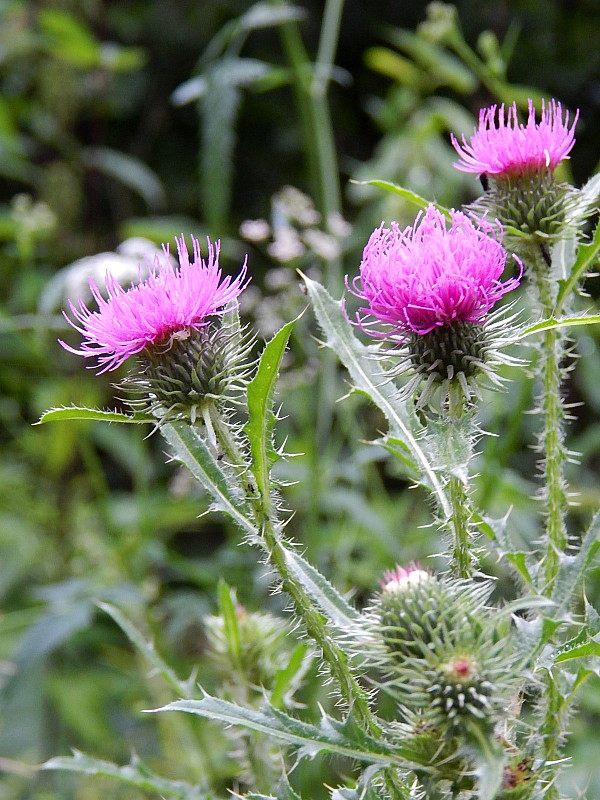 bodliak lopúchovitý Carduus personata (L.) Jacq.