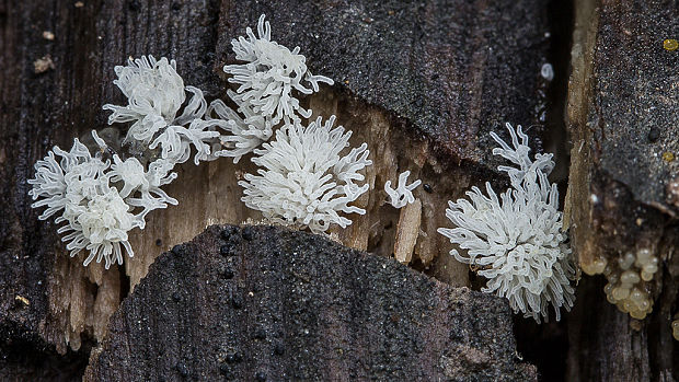 rohačka kríčkovitá Ceratiomyxa fruticulosa var. fruticulosa (O.F. Müll.) T. Macbr