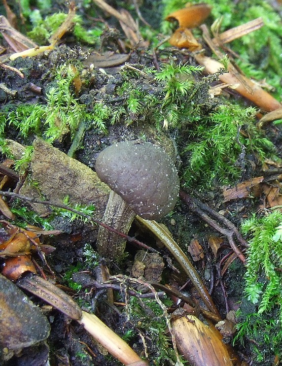 žezlovka Elaphocordyceps sp.