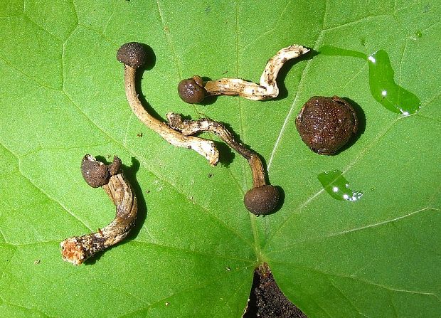 žezlovka Elaphocordyceps sp.