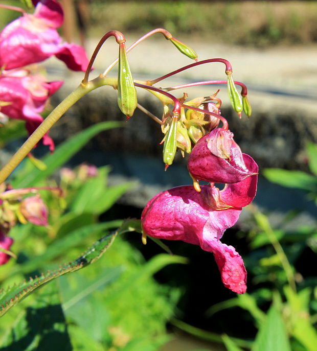 netýkavka žliazkatá Impatiens glandulifera Royle