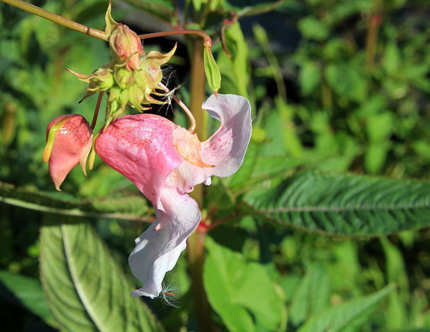 netýkavka žliazkatá Impatiens glandulifera Royle