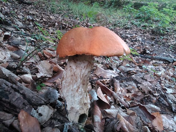 kozák osikový Leccinum albostipitatum den Bakker & Noordel.